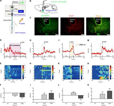 Basal Forebrain Cholinergic Activity Modulates Isoflurane and Propofol Anesthesia